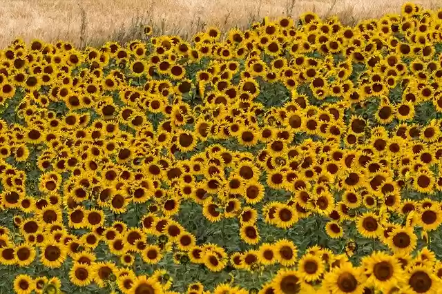 Free download Spain Sunflowers Summer -  free photo or picture to be edited with GIMP online image editor