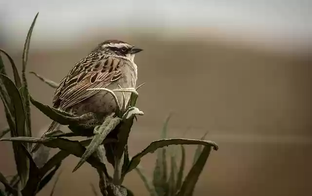 Free download sparrow bird animal fauna field free picture to be edited with GIMP free online image editor