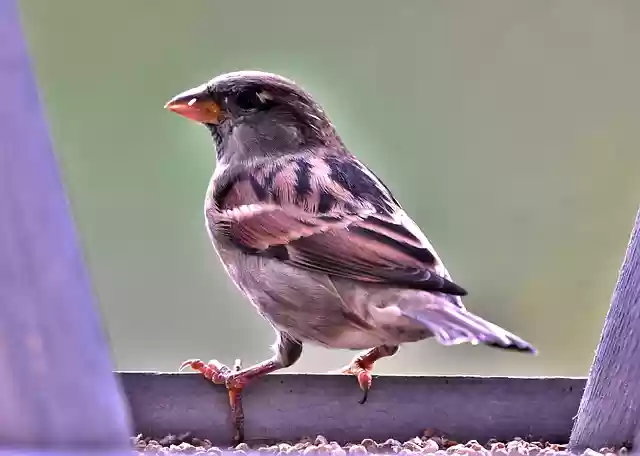Free download sparrow bird by plumage nature free picture to be edited with GIMP free online image editor