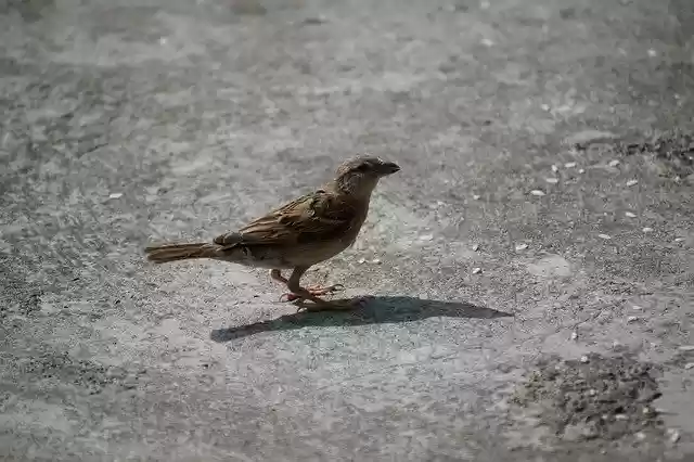 Скачать бесплатно Sparrow Bird Nature - бесплатное фото или изображение для редактирования с помощью онлайн-редактора GIMP