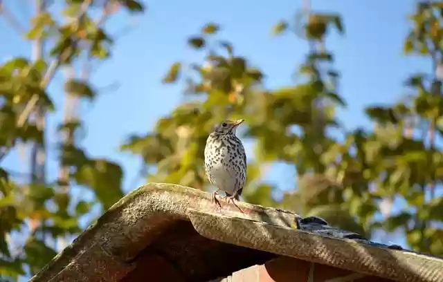 Free download sparrow bird song thrush songbird free picture to be edited with GIMP free online image editor