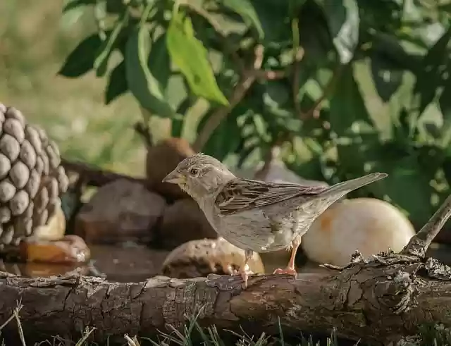 Free download sparrow birds sitting pens plumage free picture to be edited with GIMP free online image editor