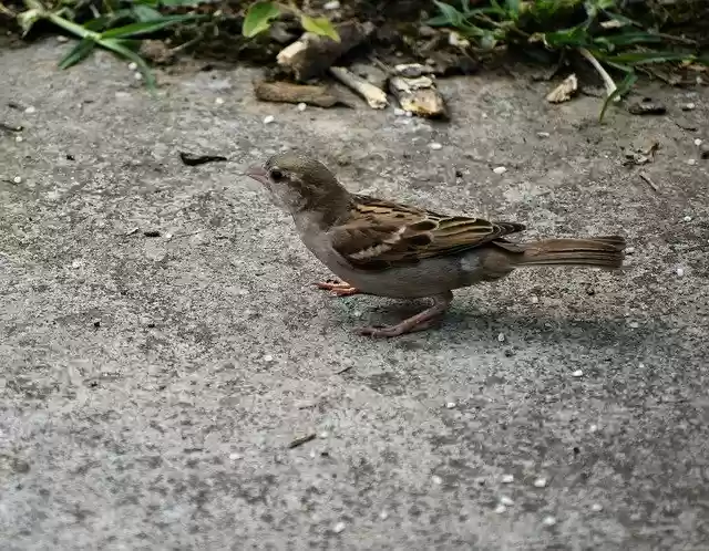 Free download Sparrow Endangered Spicy -  free photo or picture to be edited with GIMP online image editor