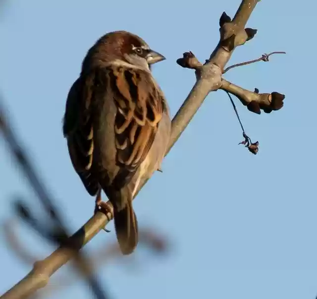 Free download Sparrow Hedge Garden Bird -  free photo template to be edited with GIMP online image editor