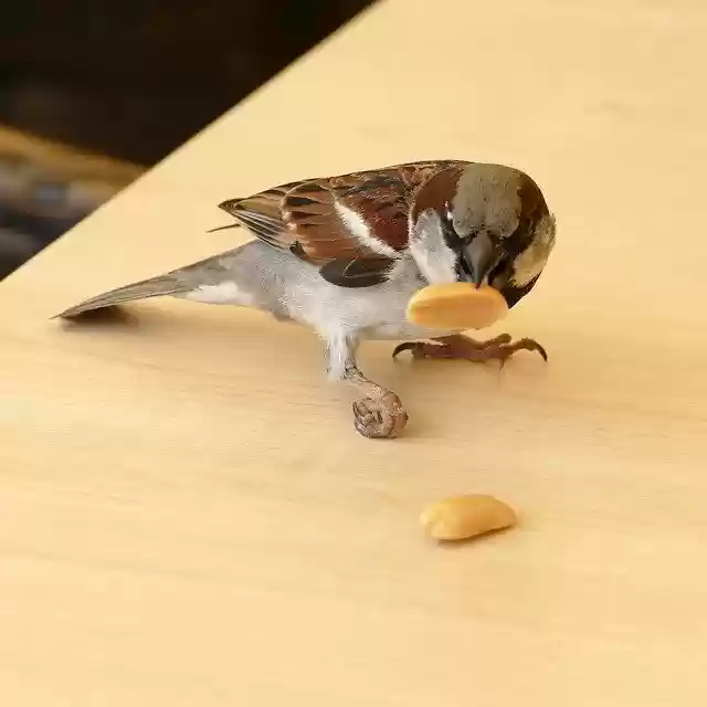 Free download sparrow house sparrow bird fauna free picture to be edited with GIMP free online image editor