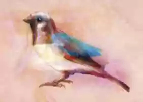Free download sparrow free photo or picture to be edited with GIMP online image editor