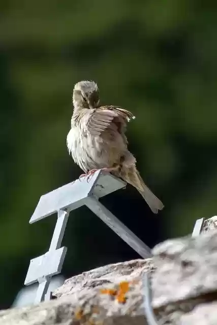 Free download sparrow i will pass bird free picture to be edited with GIMP free online image editor