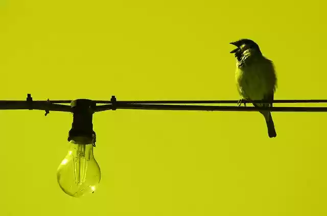 Free download Sparrow Line Cable Light -  free photo or picture to be edited with GIMP online image editor