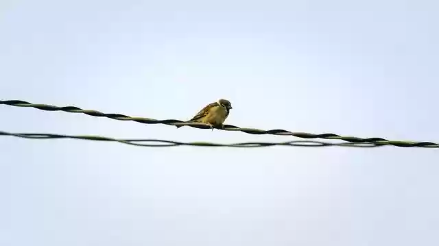 Free download Sparrow Sank Beans -  free photo or picture to be edited with GIMP online image editor