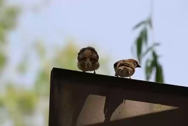 Free download sparrows birds animals free picture to be edited with GIMP free online image editor