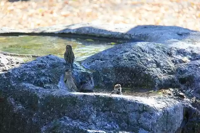 Free download Sparrows Swim Bird -  free photo or picture to be edited with GIMP online image editor