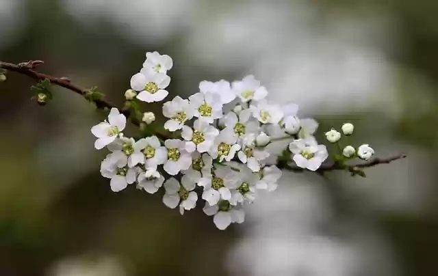 Free download sparrow white flowers free picture to be edited with GIMP free online image editor