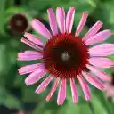 Екран з рідкими пелюстками для розширення інтернет-магазину Chrome в OffiDocs Chromium