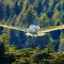 Special Owl Wallpaper  screen for extension Chrome web store in OffiDocs Chromium