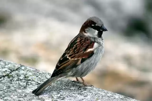 Free download sperling sparrow songbird nature free picture to be edited with GIMP free online image editor
