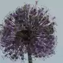 Spherical Flower Branch  screen for extension Chrome web store in OffiDocs Chromium