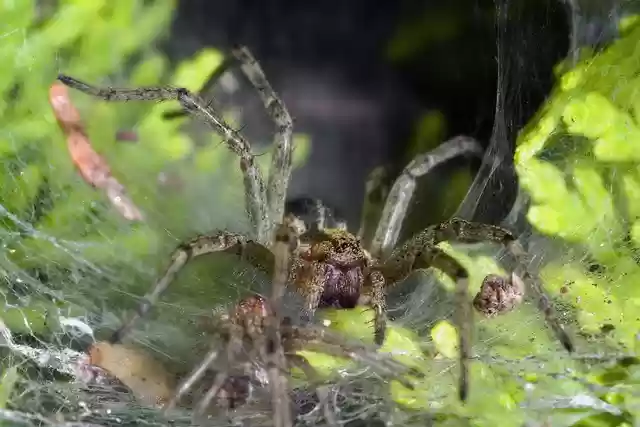 Free download spider agelena labyrinthica free picture to be edited with GIMP free online image editor