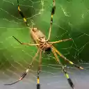 Spider and its legs  screen for extension Chrome web store in OffiDocs Chromium