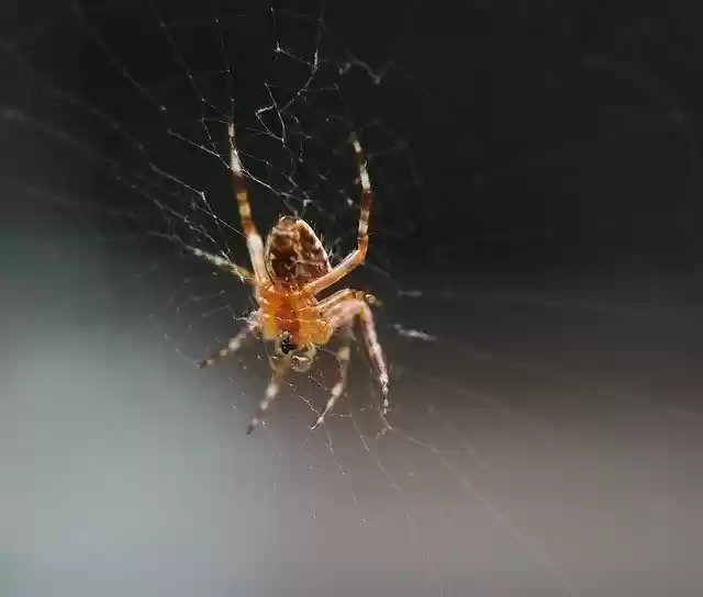 Free download Spider Animal Nature -  free photo or picture to be edited with GIMP online image editor