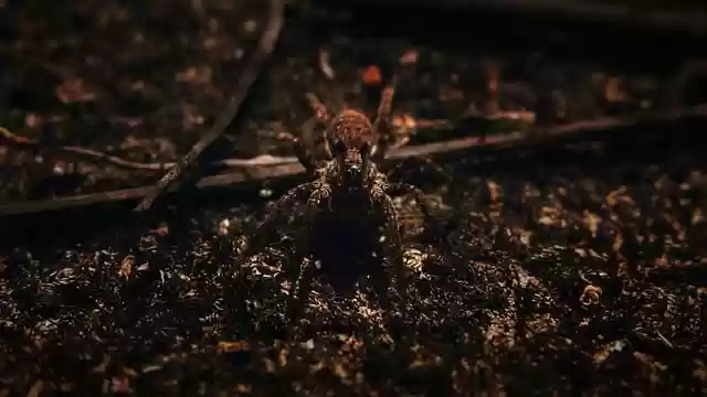 Free download spider arachnid insect bug free picture to be edited with GIMP free online image editor