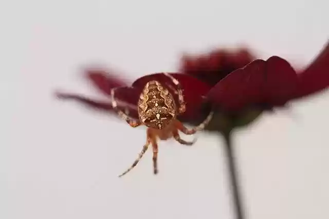 Free download Spider Araneus Nature Close -  free photo or picture to be edited with GIMP online image editor