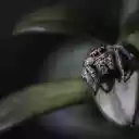 Spider crawling on leaves  screen for extension Chrome web store in OffiDocs Chromium