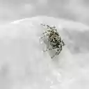 Spider crawling on rocks  screen for extension Chrome web store in OffiDocs Chromium