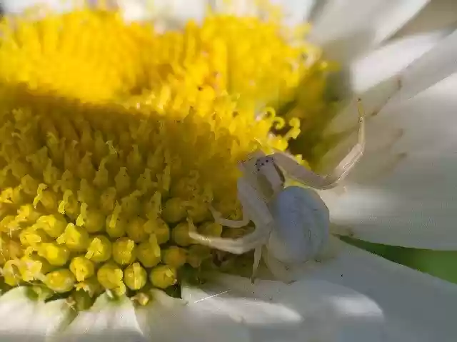Free download Spider Dorsata Marguerite -  free photo or picture to be edited with GIMP online image editor