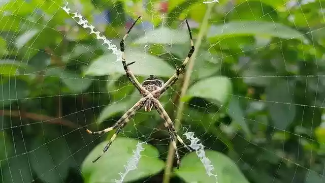 Free download Spider Garden Nature -  free photo or picture to be edited with GIMP online image editor