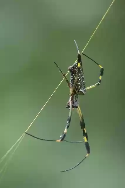 Free download Spider Green Insects -  free photo or picture to be edited with GIMP online image editor