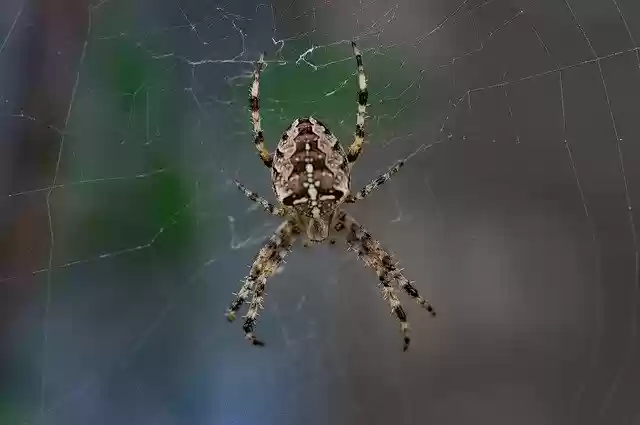 Free download Spider Hunter Insects -  free photo or picture to be edited with GIMP online image editor