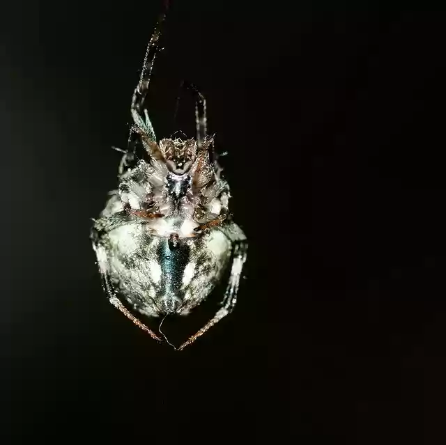Free download Spider Insect Female -  free photo or picture to be edited with GIMP online image editor