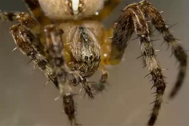 Free download spider insect macro kruisspin free picture to be edited with GIMP free online image editor