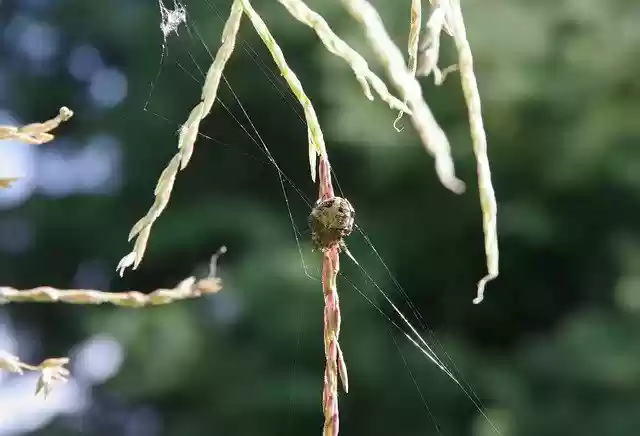 Free download Spider Large Arachnid -  free photo or picture to be edited with GIMP online image editor