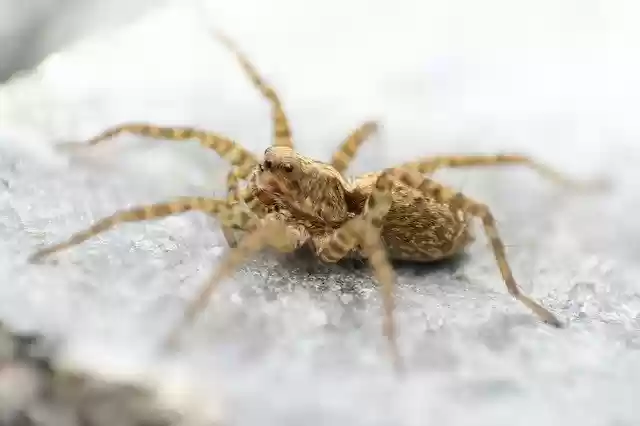 Free download Spider Macro -  free photo or picture to be edited with GIMP online image editor