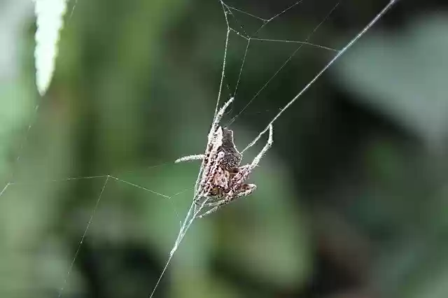 Free download Spider Macro Green -  free photo or picture to be edited with GIMP online image editor