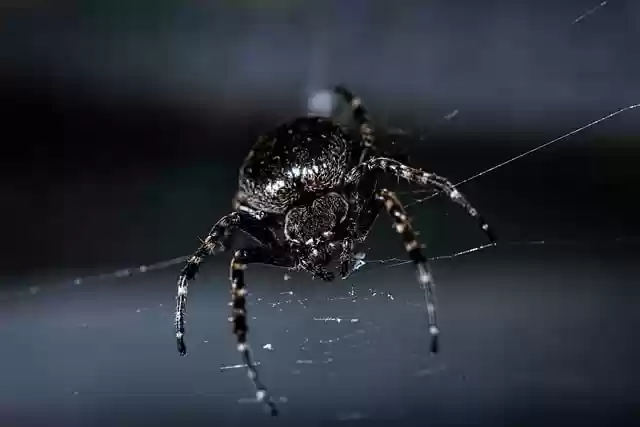 Free download spider nature web arachnid animal free picture to be edited with GIMP free online image editor