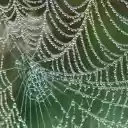 Spider nest stagnates water  screen for extension Chrome web store in OffiDocs Chromium