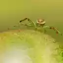 Spiders are greener  screen for extension Chrome web store in OffiDocs Chromium