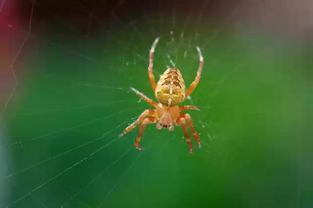 Free download spider spiderweb crusader spider free picture to be edited with GIMP free online image editor