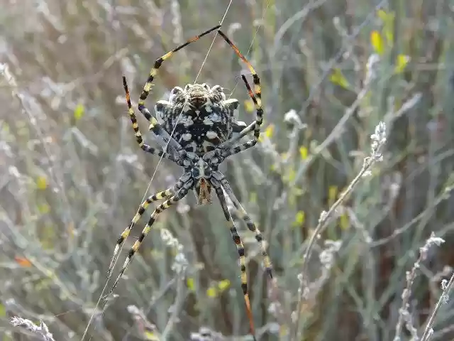 Spider Tiger Web'i ücretsiz indirin - GIMP çevrimiçi resim düzenleyiciyle düzenlenecek ücretsiz fotoğraf veya resim