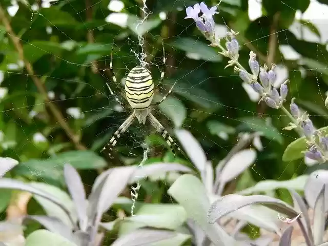 Spider Wasp 무료 다운로드 - 무료 무료 사진 또는 GIMP 온라인 이미지 편집기로 편집할 수 있는 사진