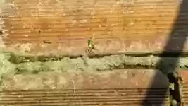 Free download Spider Weaver Insect -  free video to be edited with OpenShot online video editor