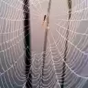 Spider Web and Baby Spider  screen for extension Chrome web store in OffiDocs Chromium
