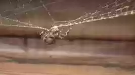 Free download Spider Web Cleaning House -  free video to be edited with OpenShot online video editor