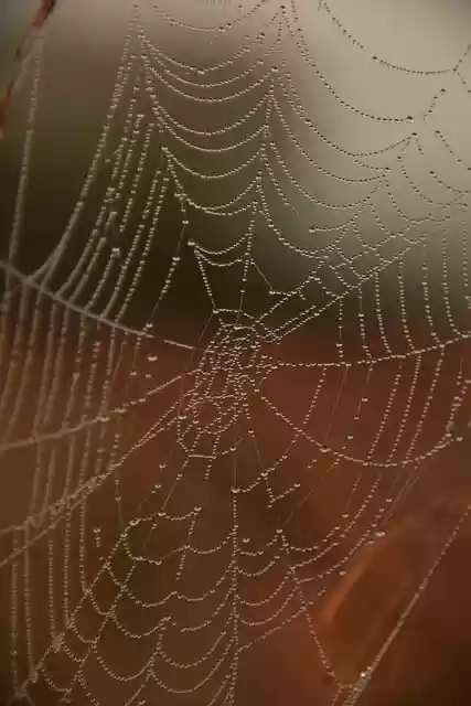 Free download spiderweb dewdrops landscape macro free picture to be edited with GIMP free online image editor
