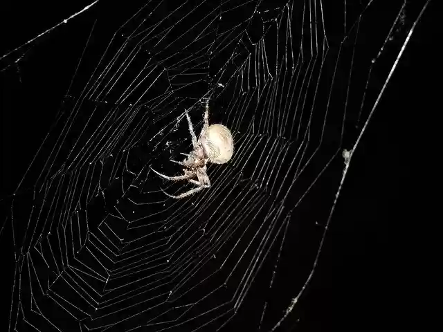 Free download Spider Web Insects -  free photo or picture to be edited with GIMP online image editor