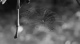 Free download Spider Web Nature -  free video to be edited with OpenShot online video editor