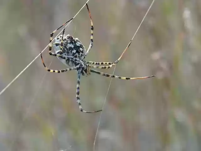Free download Spider Web Threat -  free photo or picture to be edited with GIMP online image editor