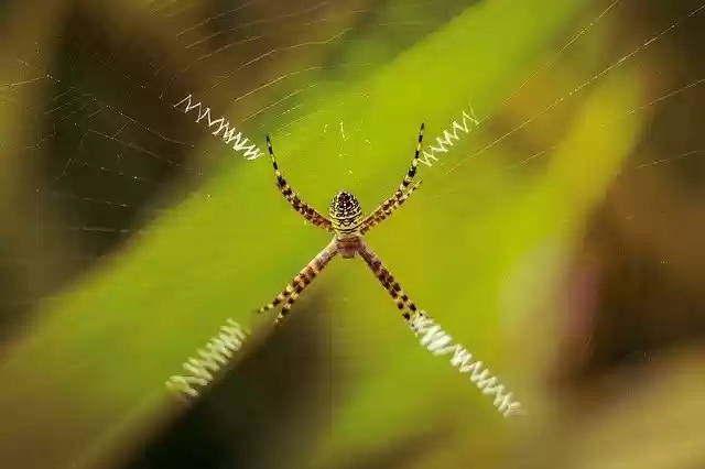 Free download Spider Wild Life Web -  free photo or picture to be edited with GIMP online image editor